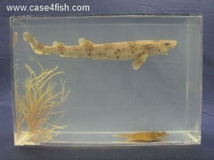 Foto Galerie/Carcharhiniformes/Galeorhinus galeus/Galeorhinus galeus_01.jpg